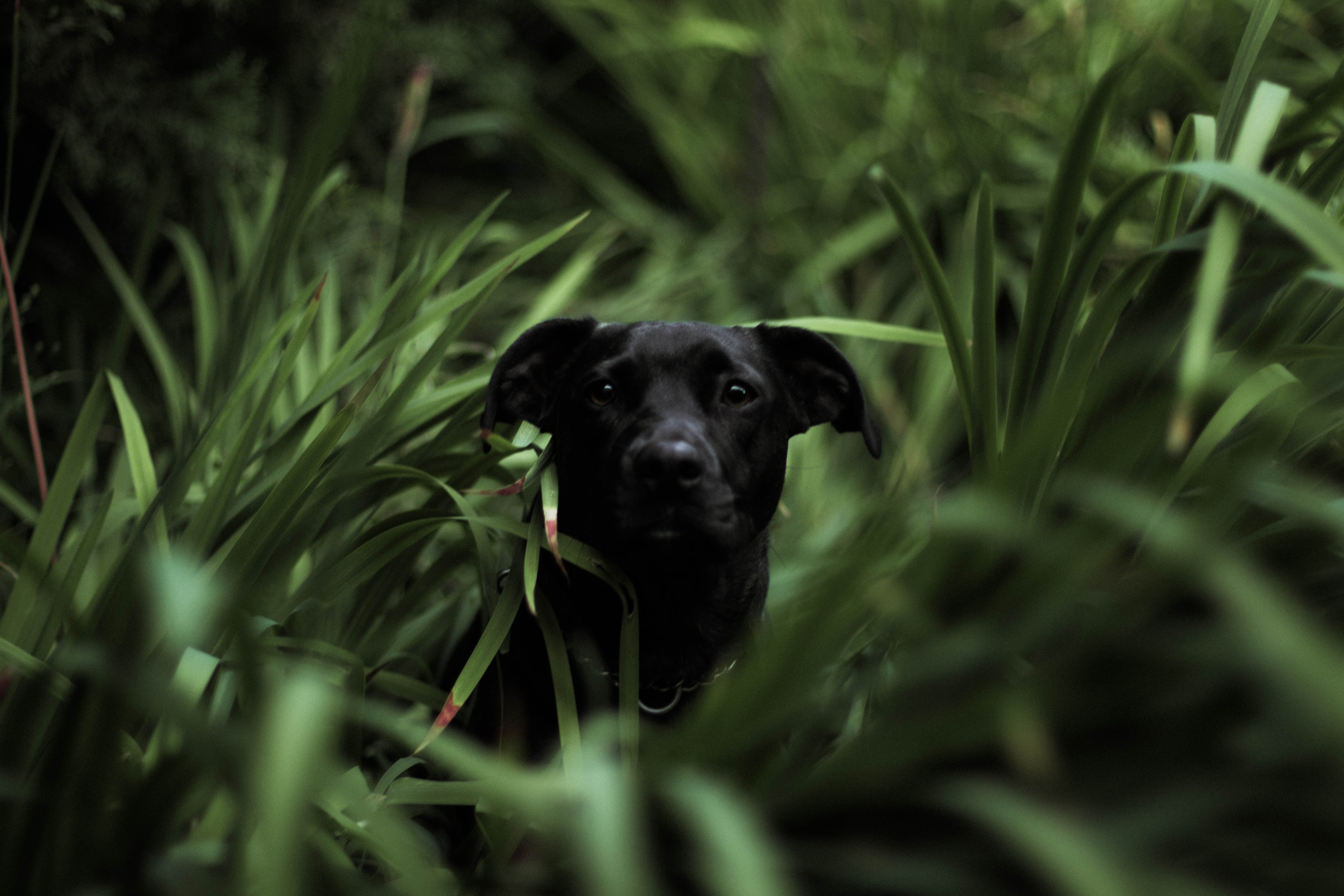 Skeddader pet deterrent - dog in grass